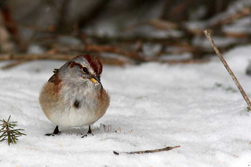 Bruant hudsonien / American Tree sparrow