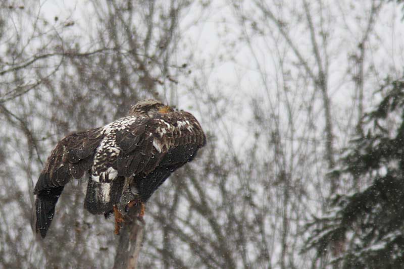 Pygargue  tte blanche / Bald Eagle