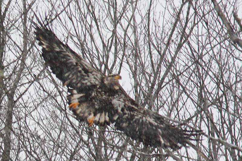 Pygargue  tte blanche / Bald Eagle