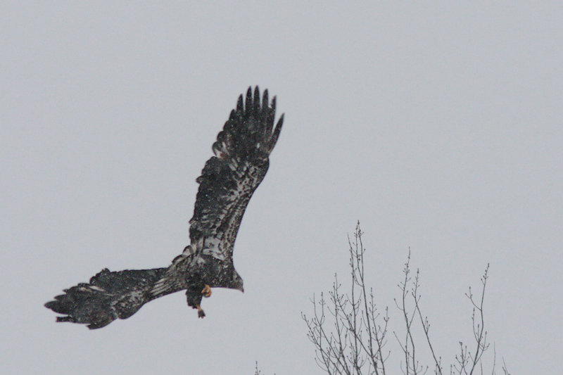 Pygargue  tte blanche / Bald Eagle