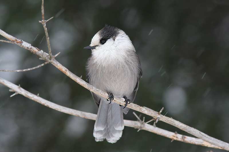 Msangeai du Canada / Gray Jay