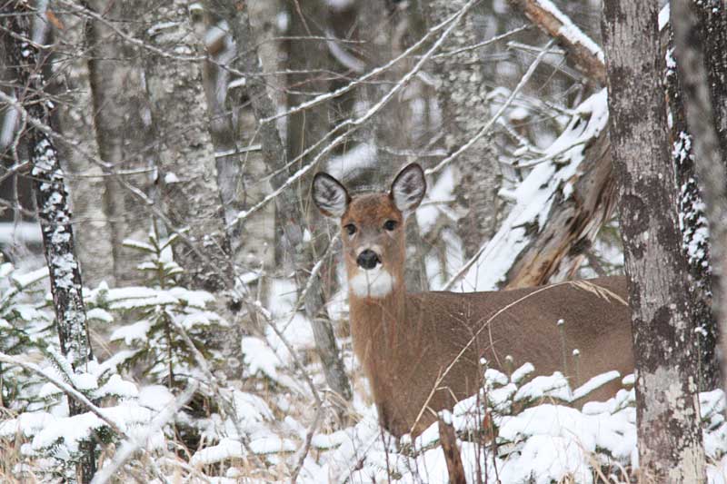 Cerf