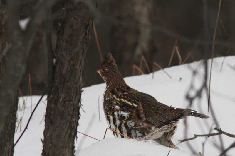 Glinotte hupp /  Ruffed Grouse