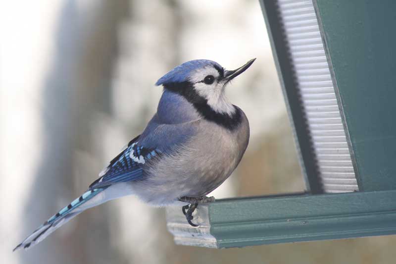 Geai bleu au bec retrouss  / Blue Jay