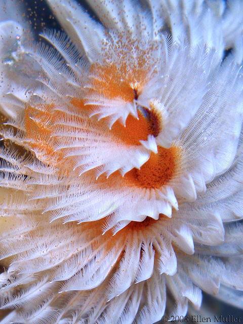 Christmas Tree Worm Spawning