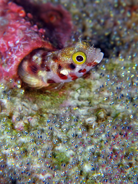 Blenny & Eggs