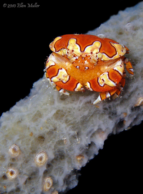 Clown Crab With Eggs