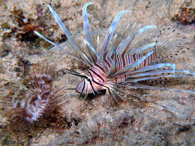 Lionfish & Feather Duster
