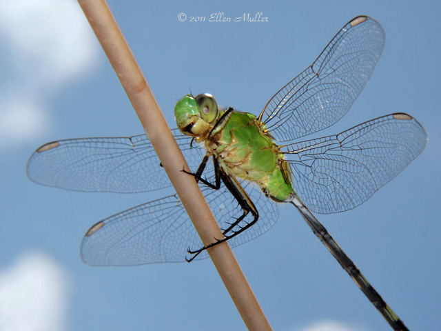 Dragonfly