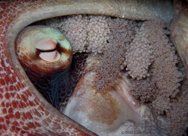 Octopus with Eggs