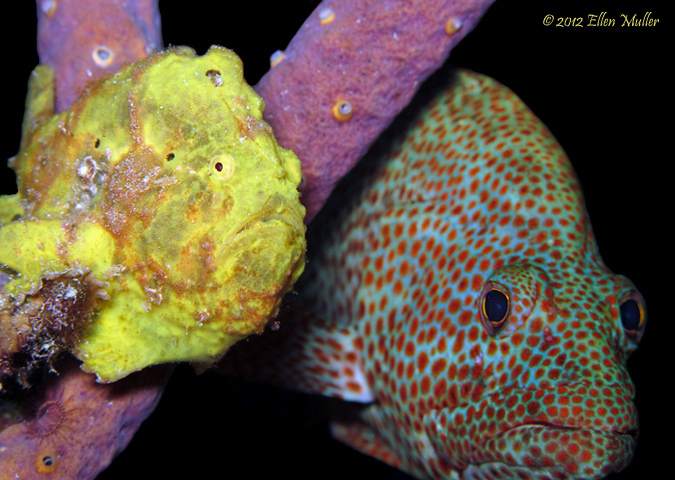 Frogfish & Friend