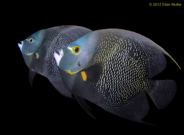 Mating Angelfish