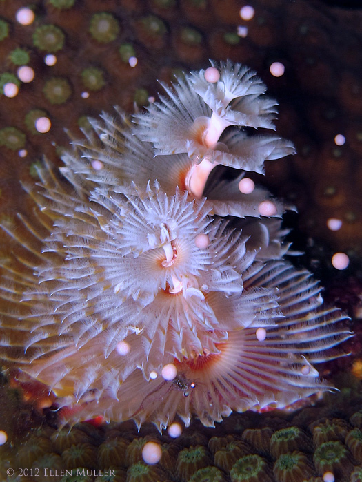 Star Coral Eggs & Xmas Tree Worm