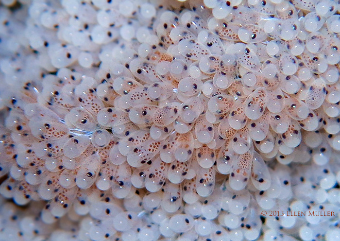 Octopus Eggs