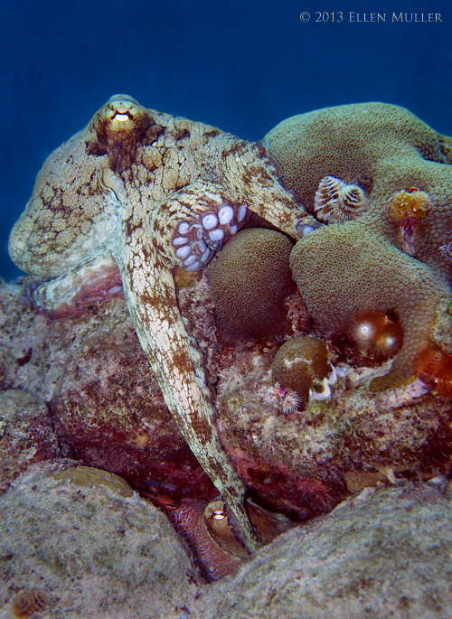 Common Octopus Mating