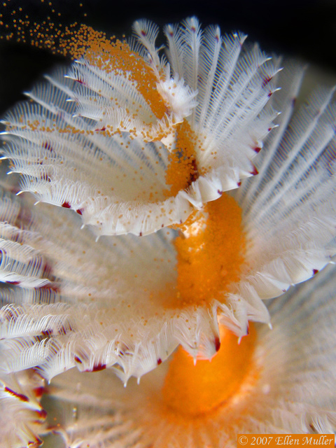 Spawning Christmas Tree Worm