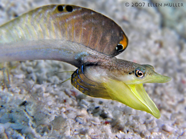 Pikeblenny