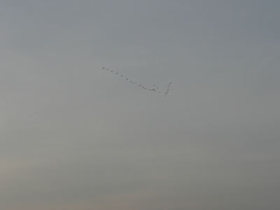P1110661.jpg