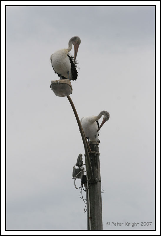 Australian Pelican_9864_w.jpg