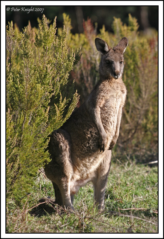 Jun 03 Cautious Roo.jpg
