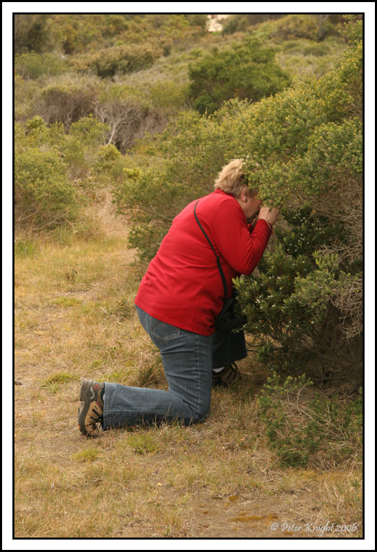 3892 Aireys Inlet coastal path.jpg