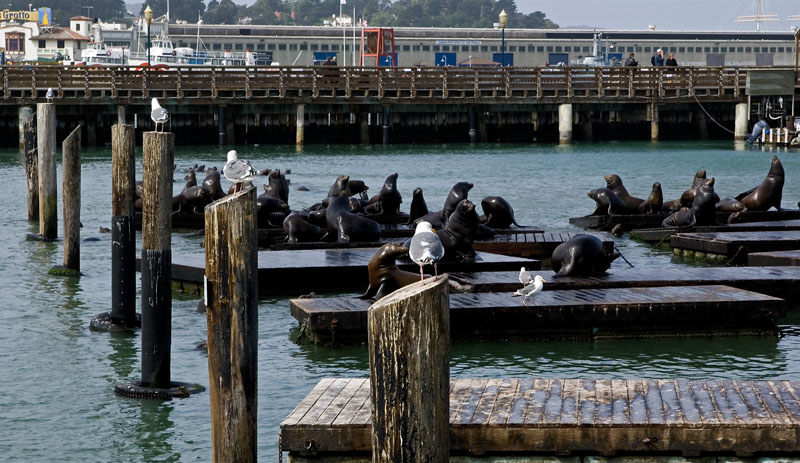 Pier 39