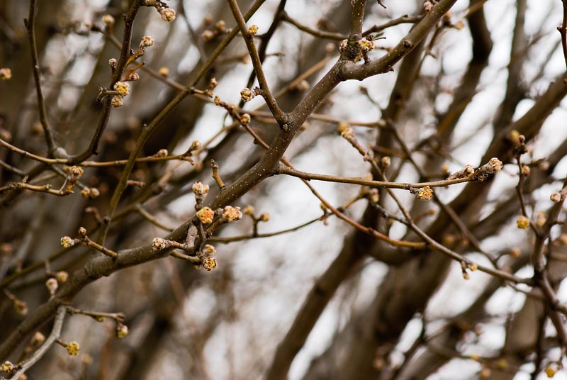 Budding