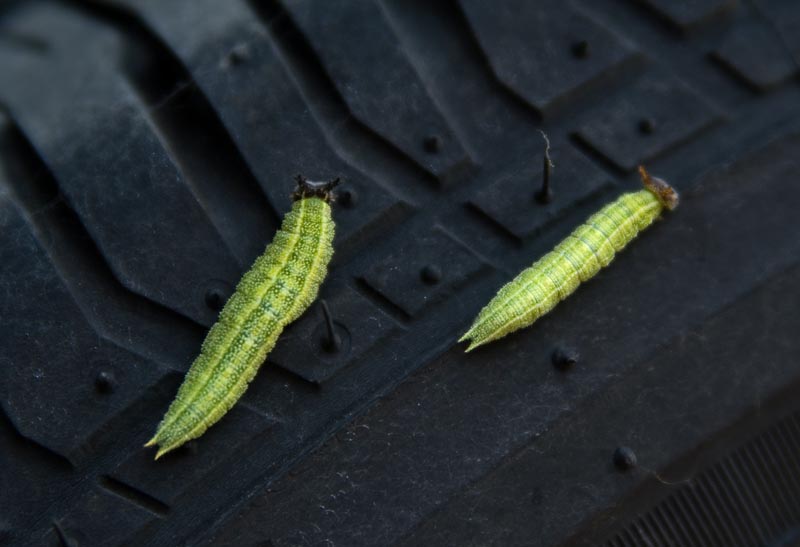 Caterpillars