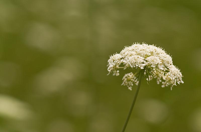 Queen Annes Lace