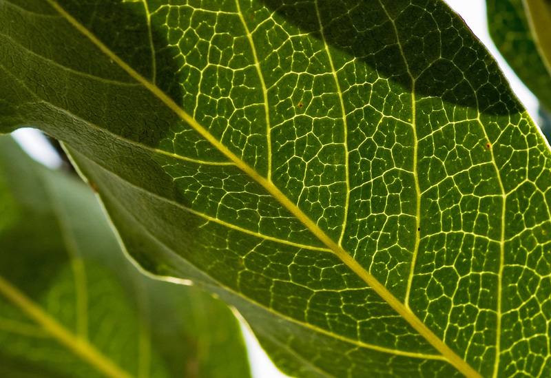 Veins