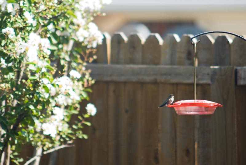 Hummingbird Perched