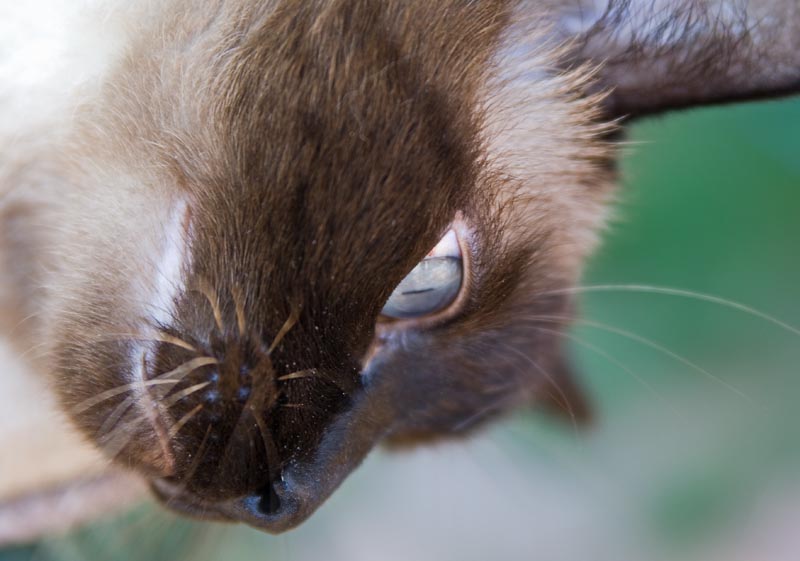 Cat Eye