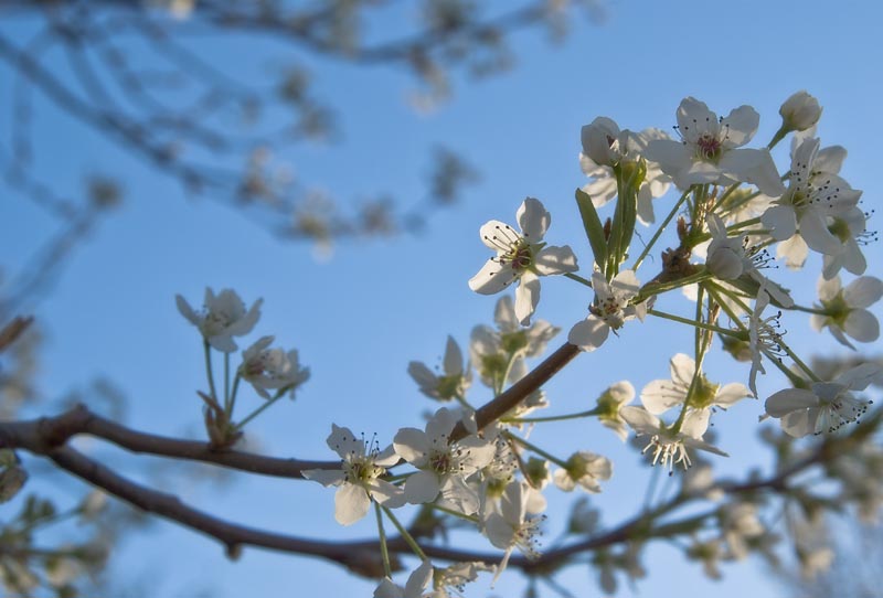 Blossoms