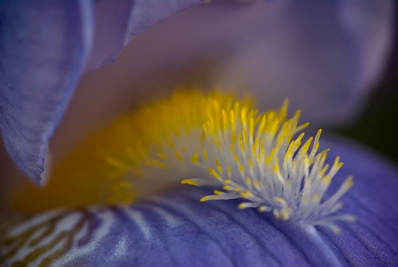 Inside The Iris