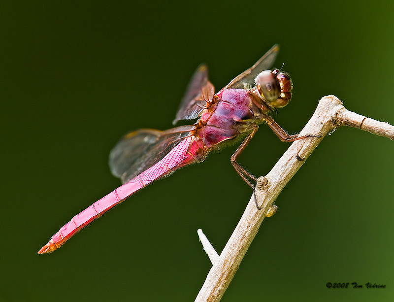 Roseate Skimmer  ♂