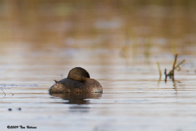 Pied-Billed Grebe