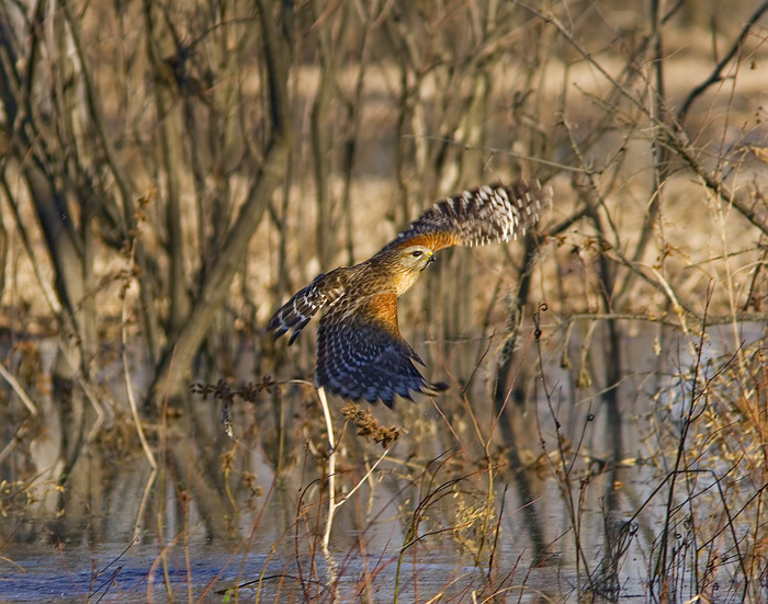 Red-Shouldered Hawk