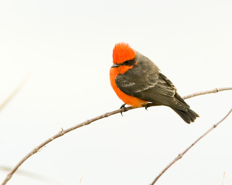 Vermilion Flycatcher