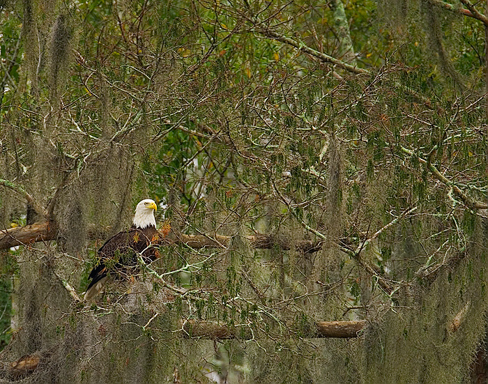 Bald Eagle