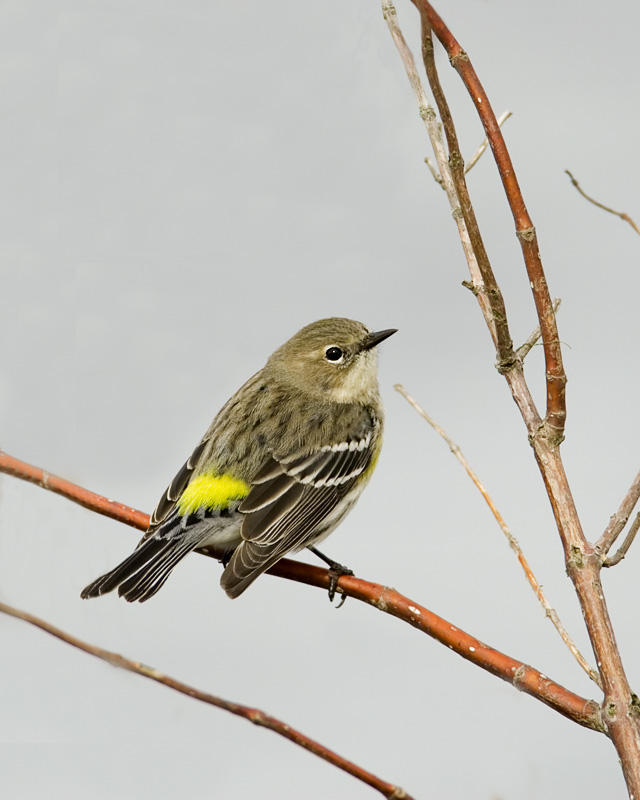 Yellow-rumped Warbler