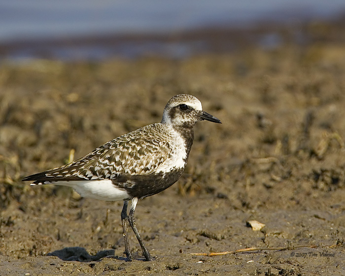 Black-Bellied Plover