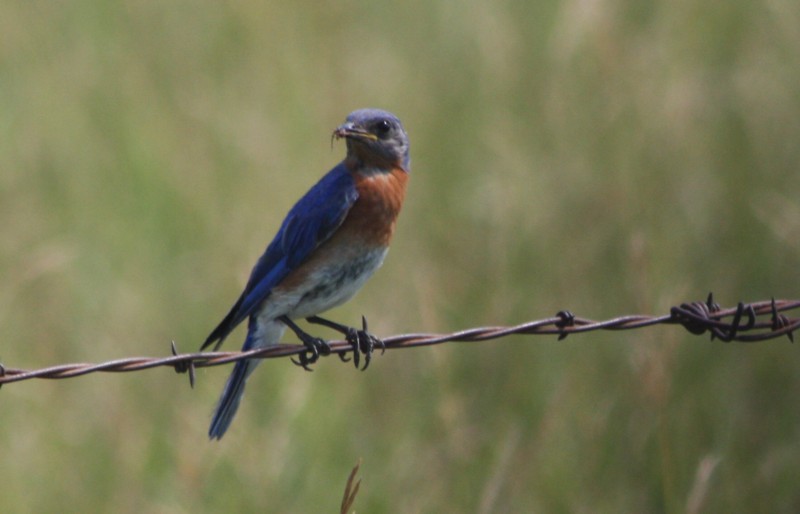 Eastern Bluebird (male)
