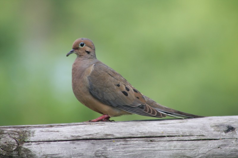 Mourning Dove