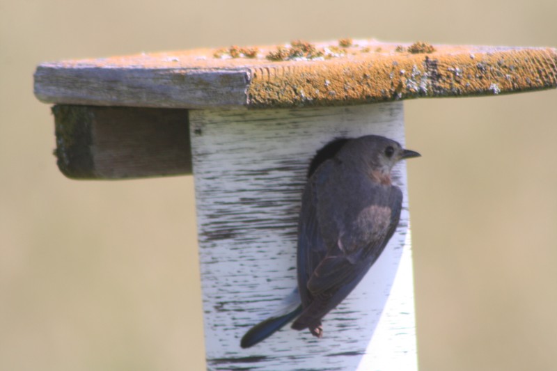 Eastern Bluebird (female)
