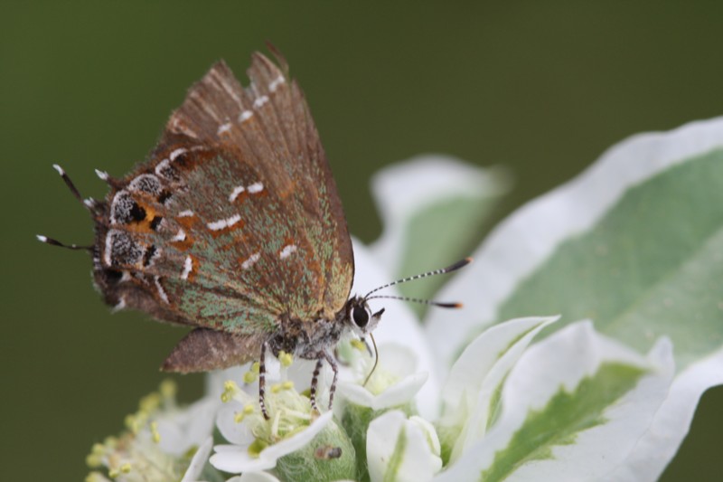 Juniper Hairstreak