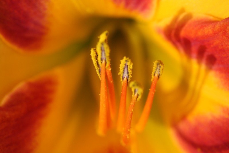 Day Lily