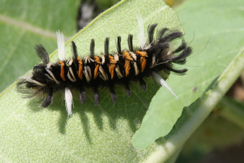 Milkweed Tussuck Caterpillar