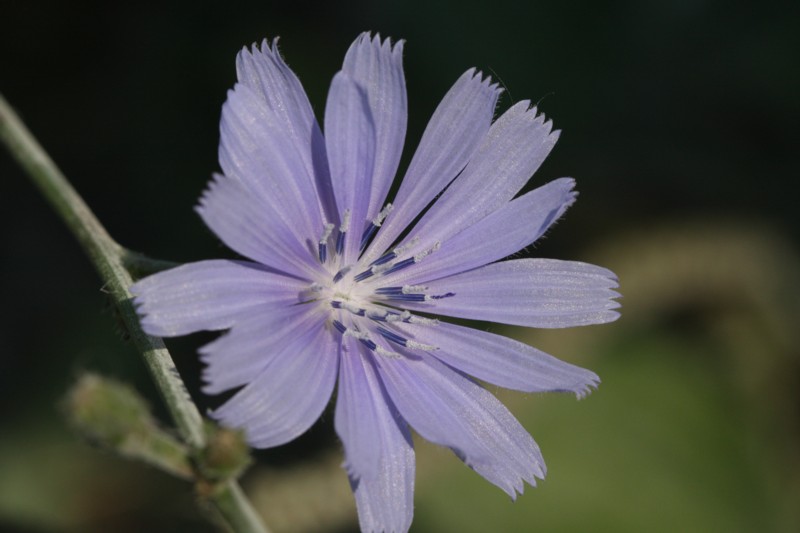 Chicory