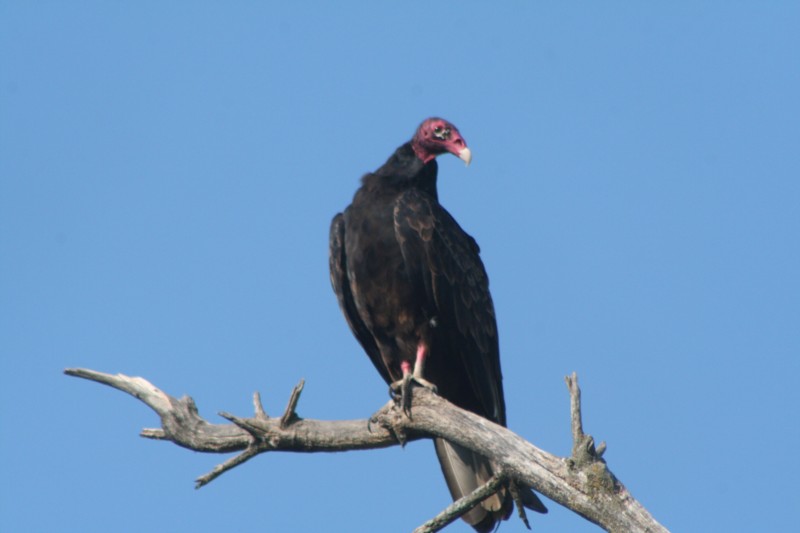 Turkey Vulture