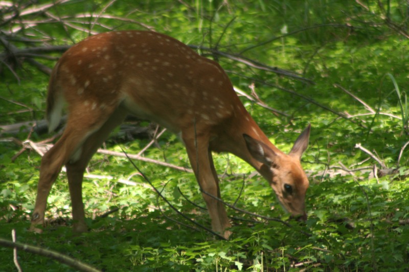 Whitetail Fawn